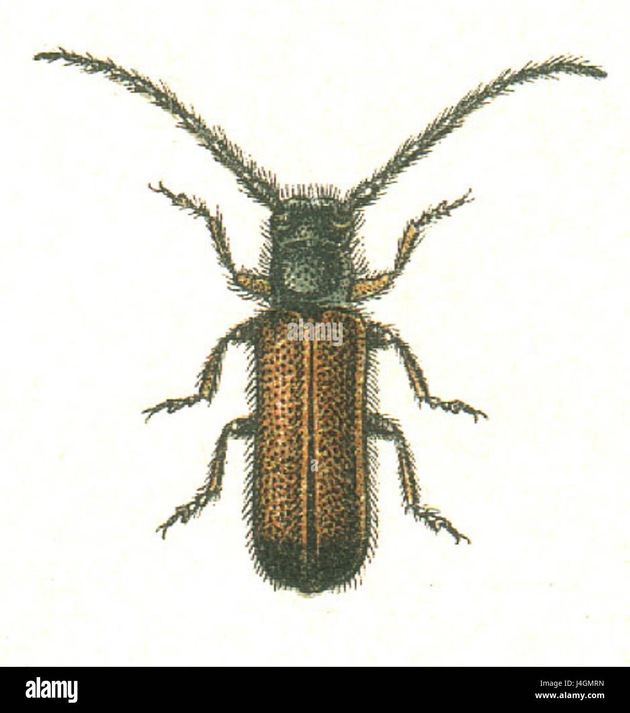 Tetrops praeusta è una specie di coleottero che si trova in Europa. È noto per il suo aspetto distintivo, caratterizzato da una colorazione gialla e nera con un lungo corpo cilindrico e antenne prominenti. Foto Stock