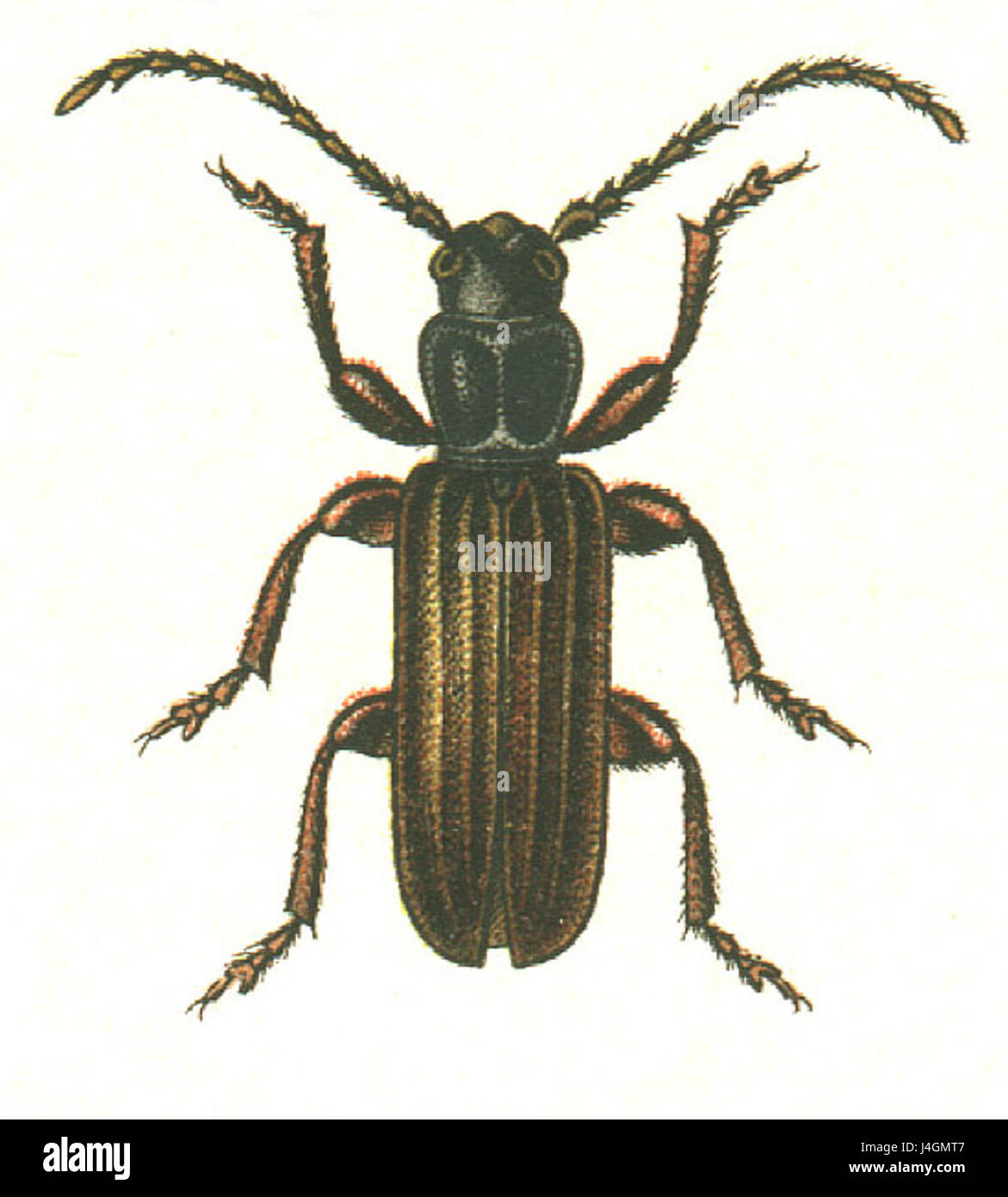 Tetropium castaneum Foto Stock