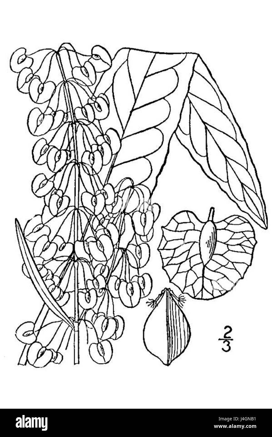 La "Rumex patientia" è una specie di piante comunemente nota come bacino di pazienza. L'immagine o l'illustrazione si concentra sulle sue caratteristiche distintive, che includono foglie lunghe e strette e una forte presenza nei climi temperati. Foto Stock