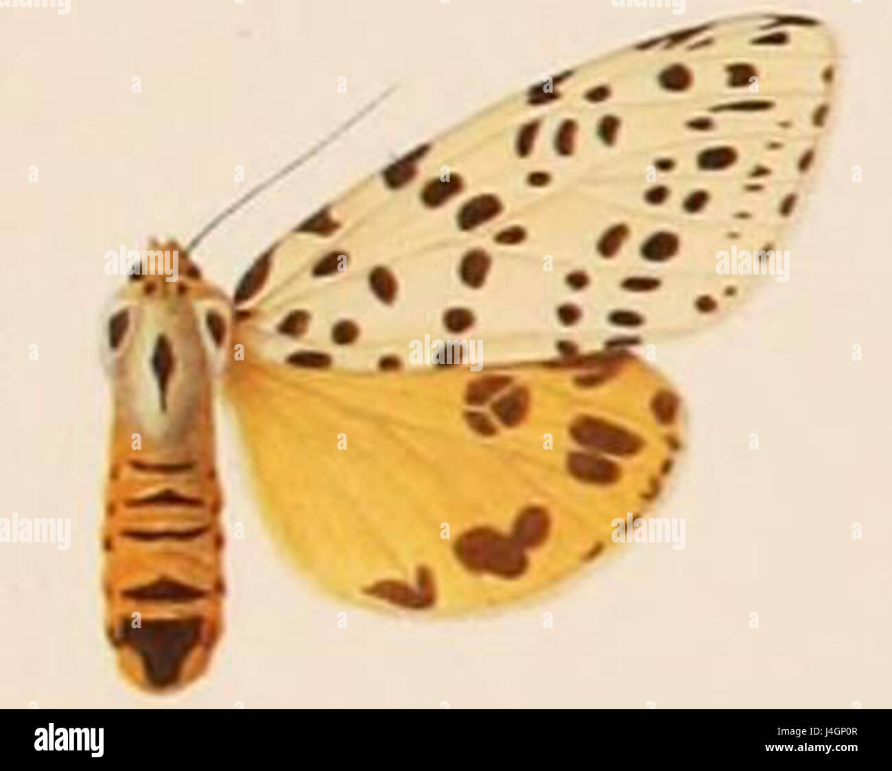 *Spilosoma multiguttata var. major* è una sottospecie della falena tigre, caratterizzata dal suo caratteristico corpo bianco e macchie nere. Trovata in varie parti del mondo, questa falena è notevole per il suo aspetto sorprendente e il suo ruolo nell'ecosistema locale come impollinatore. Foto Stock