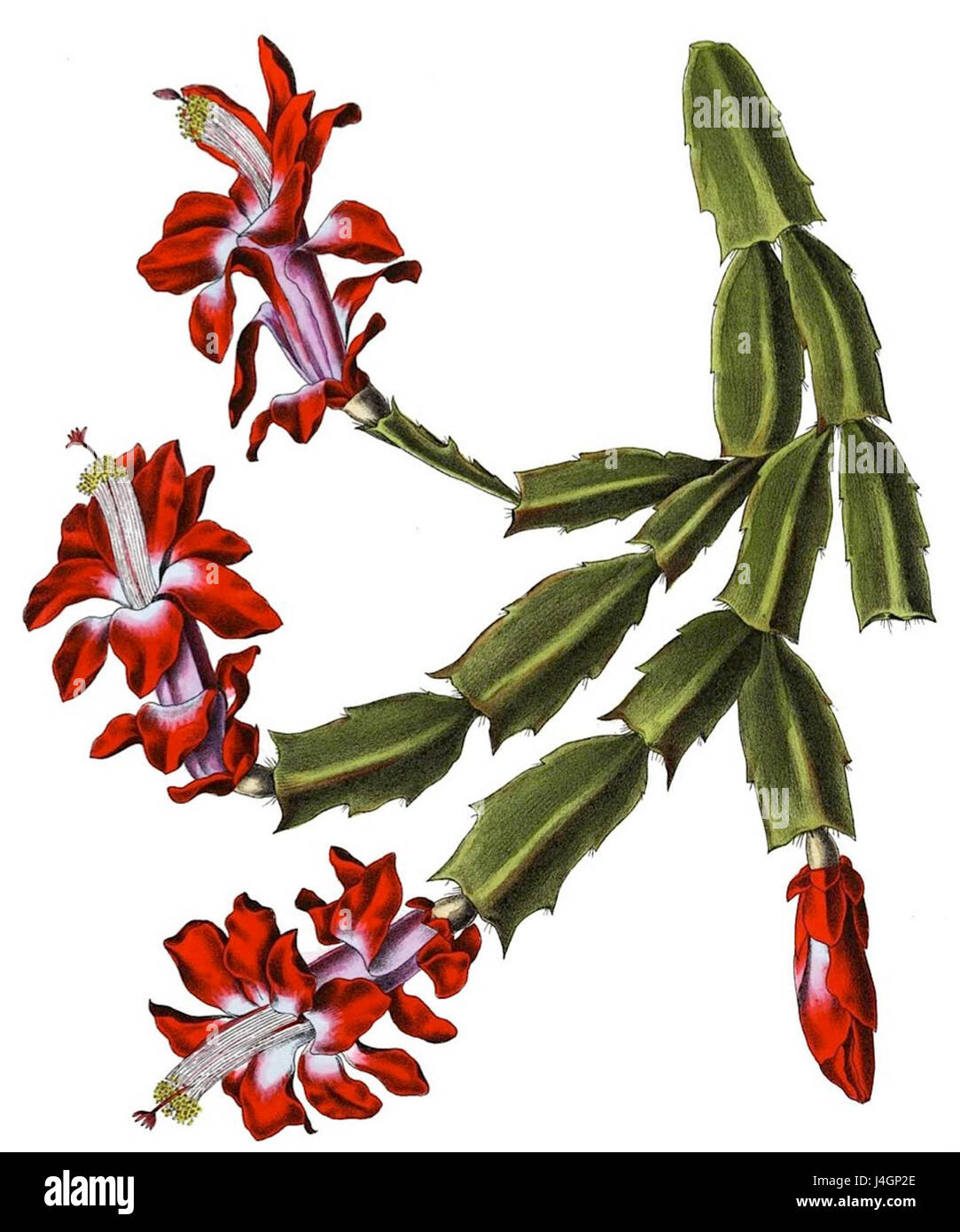 La Schlumbergera truncata, comunemente nota come Cactus del Ringraziamento, è una specie di cactus originaria del Brasile. Presenta fiori colorati ed è ampiamente coltivato come pianta di casa, in particolare durante le festività. Foto Stock