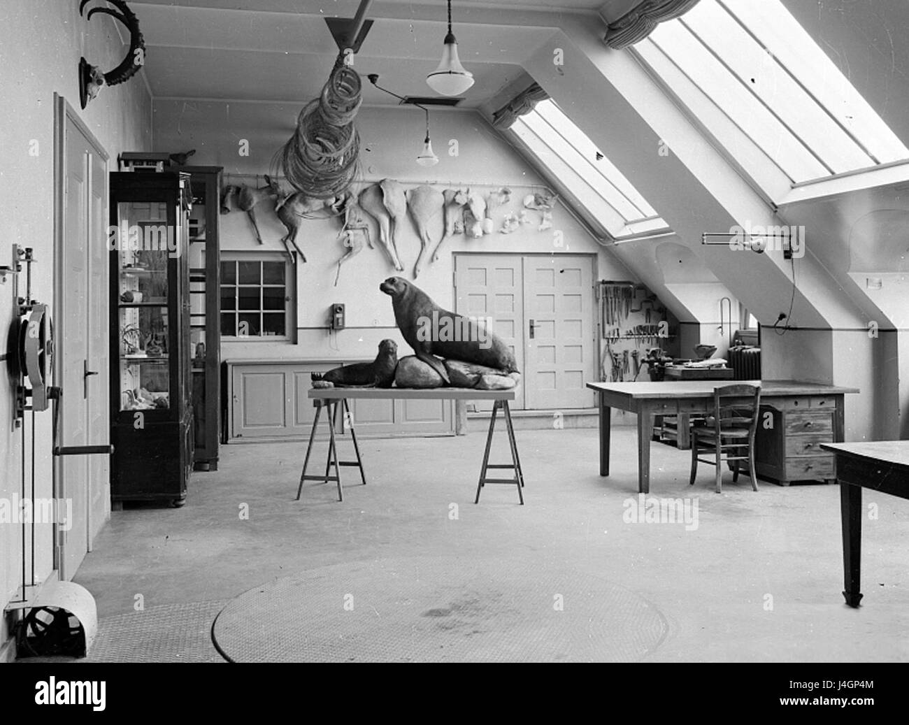 Fg01 Taxidermie Foto Stock