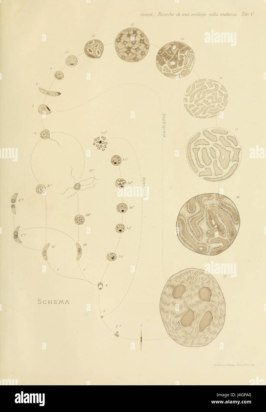 Studi di uno zoologo sulla malaria piastra5b Foto Stock