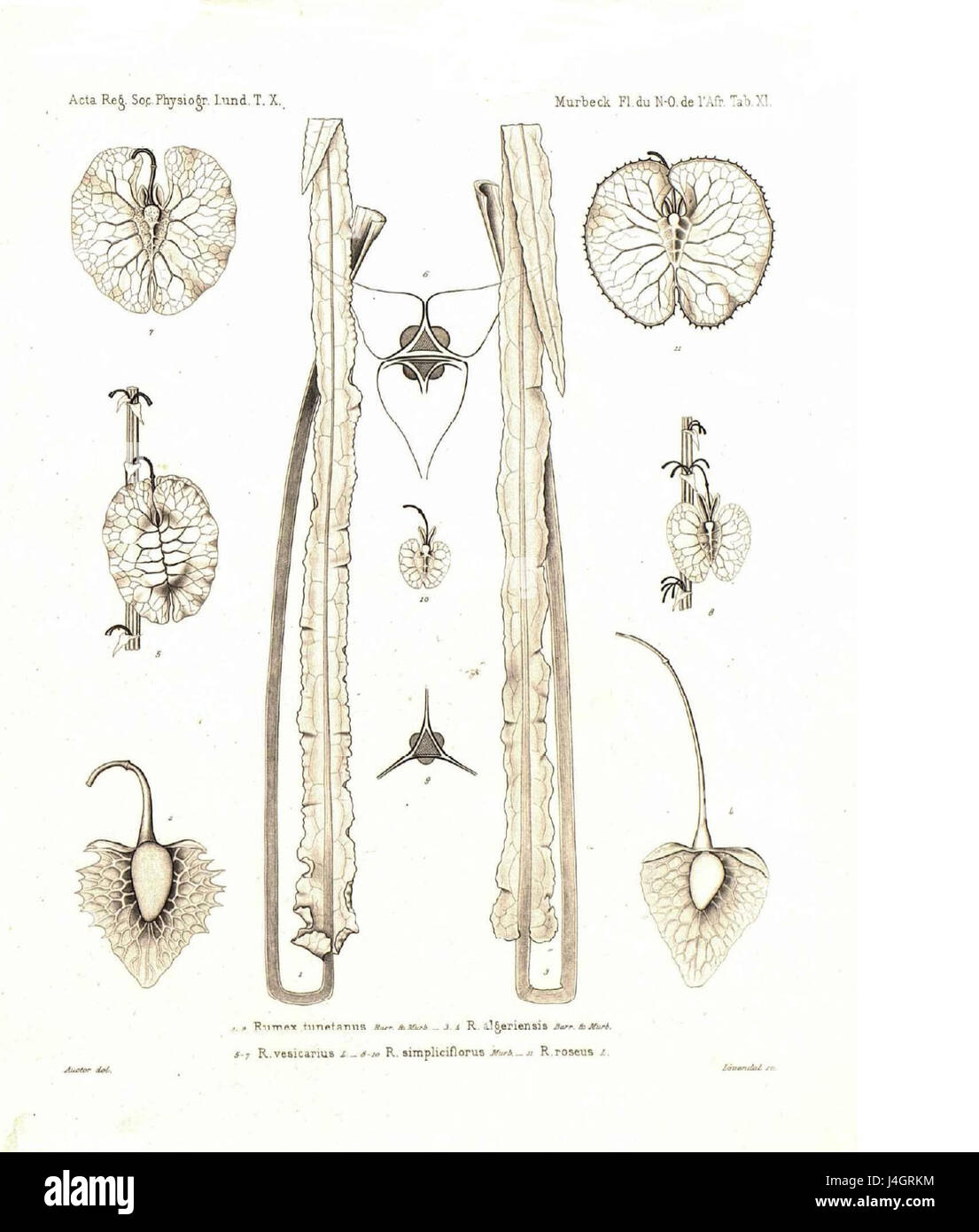Il Rumex tunetanus è una specie di pianta portuale originaria della Tunisia. È noto per la sua particolare morfologia e il suo ruolo ecologico nella regione. Foto Stock