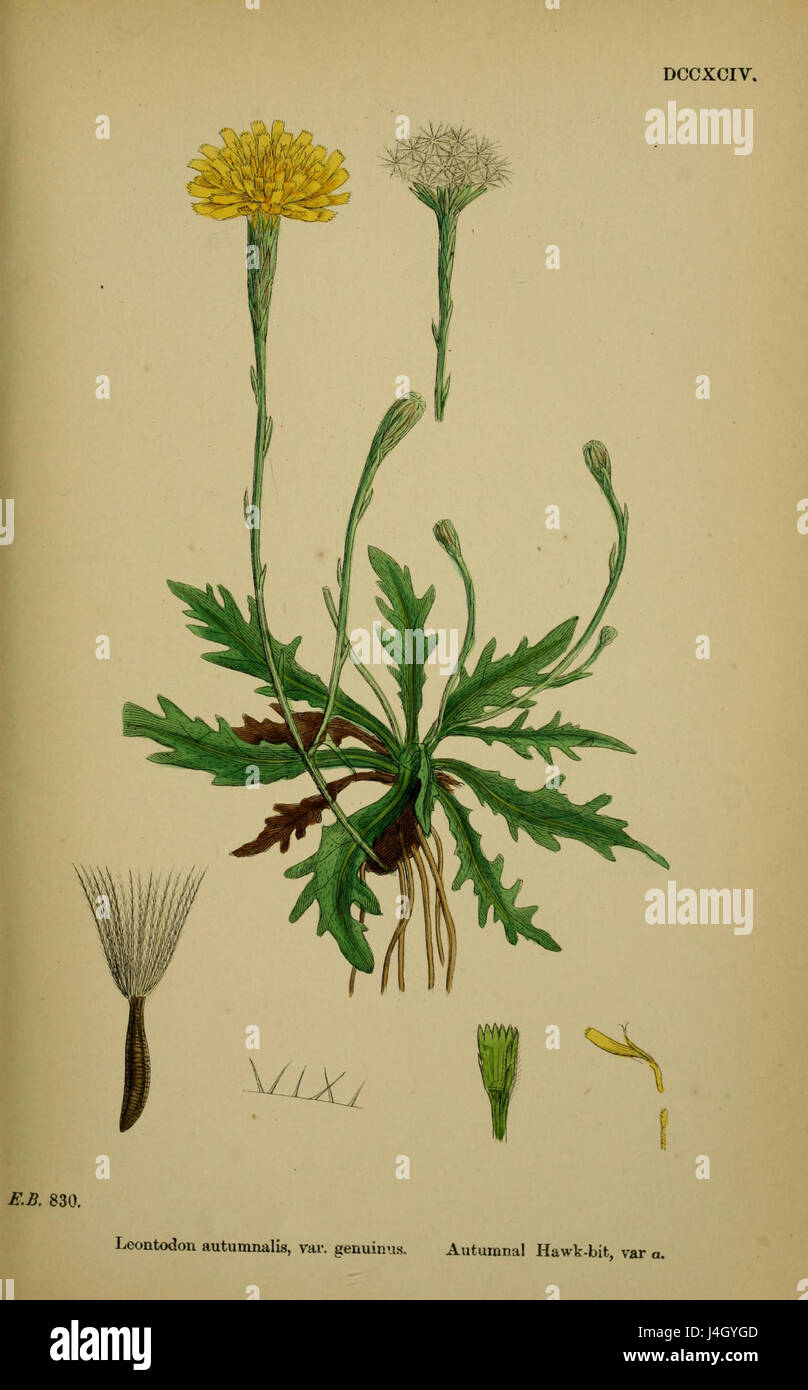 Scorzoneroides autumnalis autumnalis ssp Foto Stock