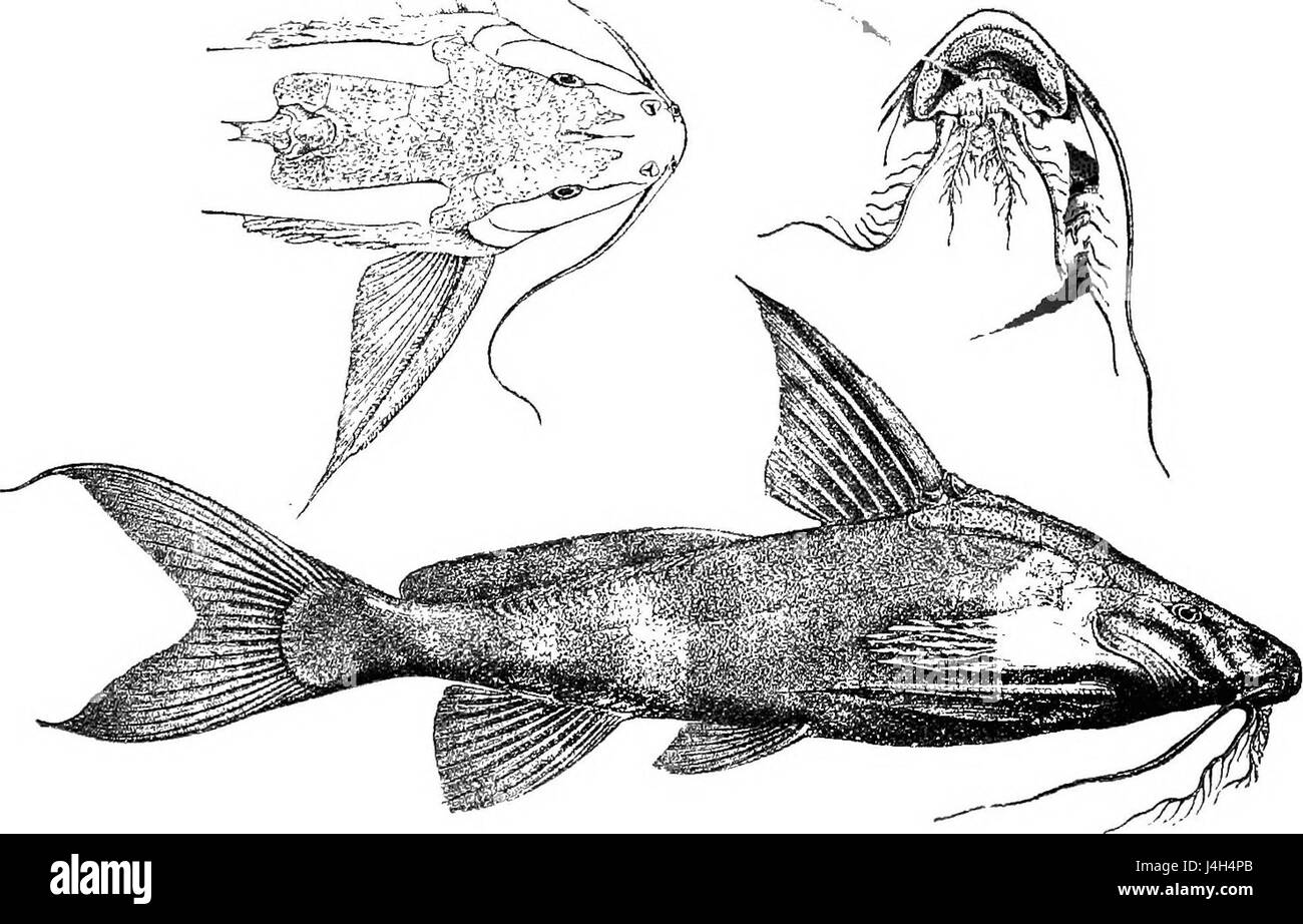 Synodontis acanthomias è una specie di pesce gatto che si trova nei fiumi africani, in particolare nel Congo. Conosciuta per le sue distinte strutture simili alla colonna vertebrale, questa specie fa parte della variegata famiglia di pesci d'acqua dolce Synodontis. Foto Stock