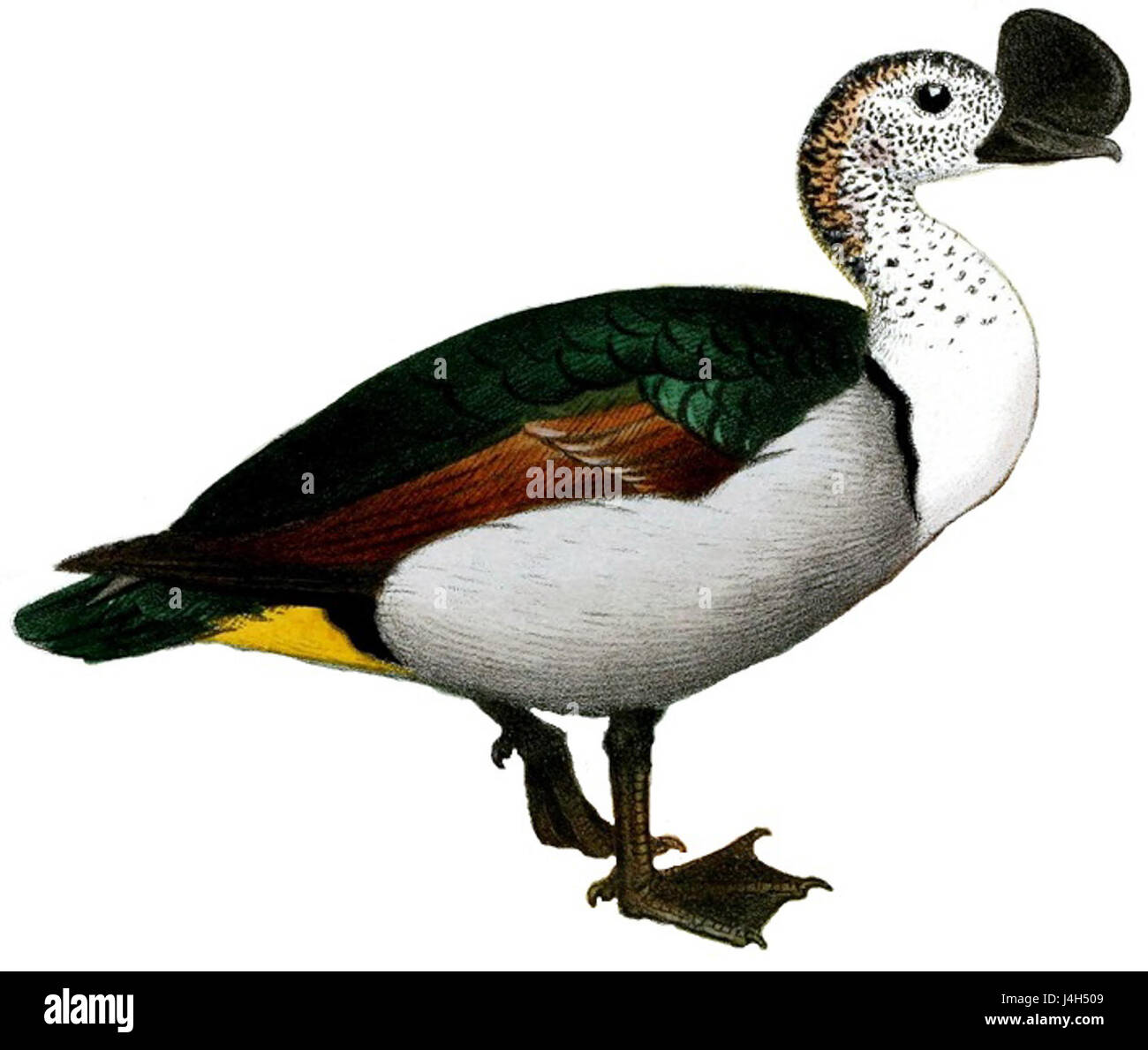 Il Sarkidiornis melanotos, comunemente noto come anatra da legno a becco nero, è una specie di anatra originaria dell'Asia meridionale. L'immagine mostra questo uccello con il suo distintivo becco nero e il sorprendente piumaggio, evidenziandone le caratteristiche uniche. Foto Stock