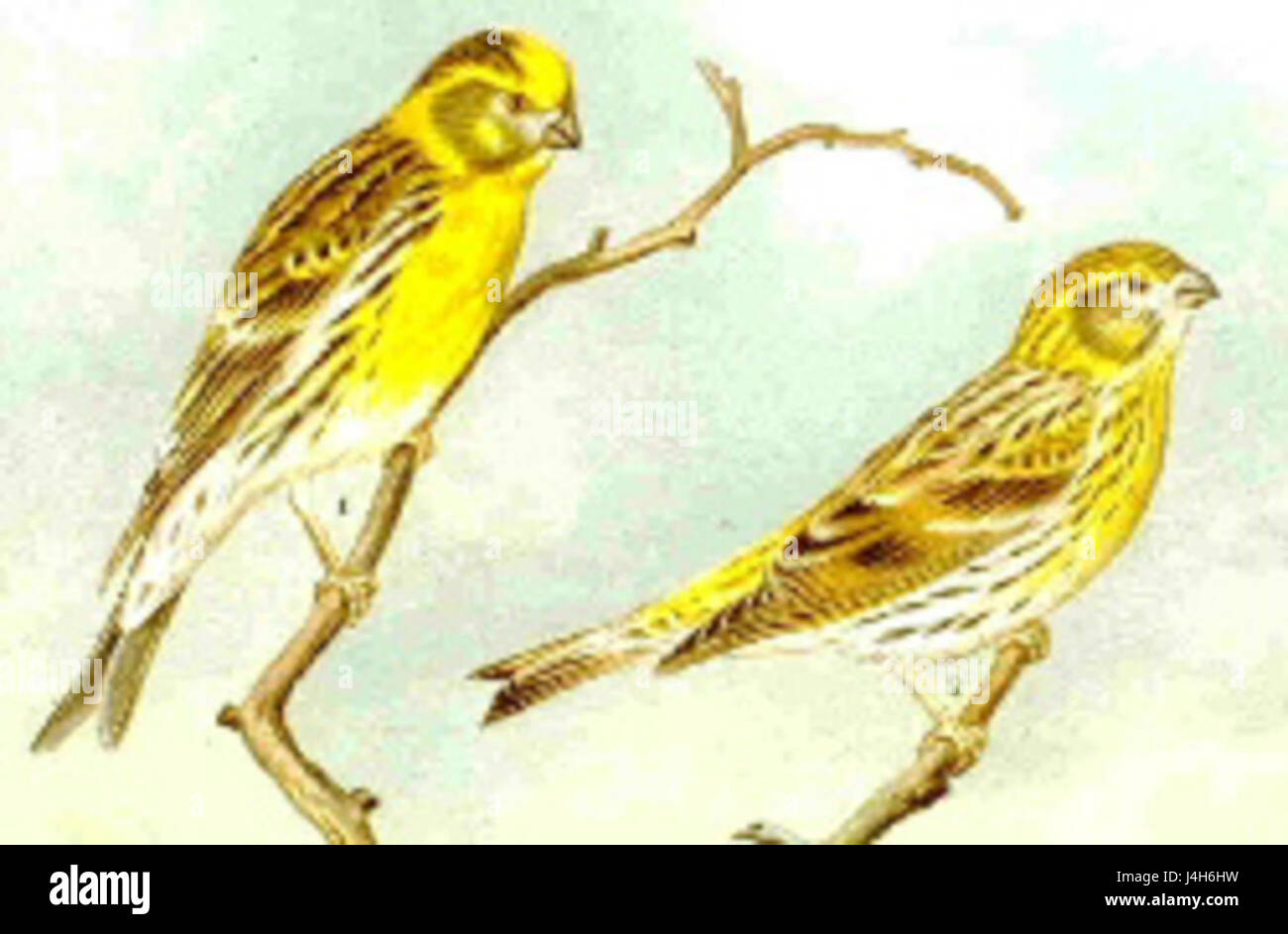 Serin89 è un riferimento a una specie di uccelli o a un soggetto particolare, come un individuo o un luogo. Per definire con precisione l'argomento è necessario un contesto o un chiarimento aggiuntivi. Foto Stock Serin89 è un riferimento a una specie di uccelli o a un soggetto particolare, come un individuo o un luogo. Per definire con precisione l'argomento è necessario un contesto o un chiarimento aggiuntivi. Foto Stock