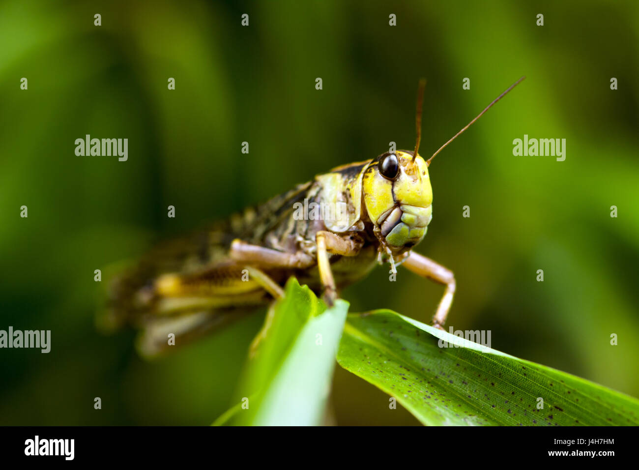 Vista ravvicinata di una locusta migratoria (locusta migratoria). Foto Stock