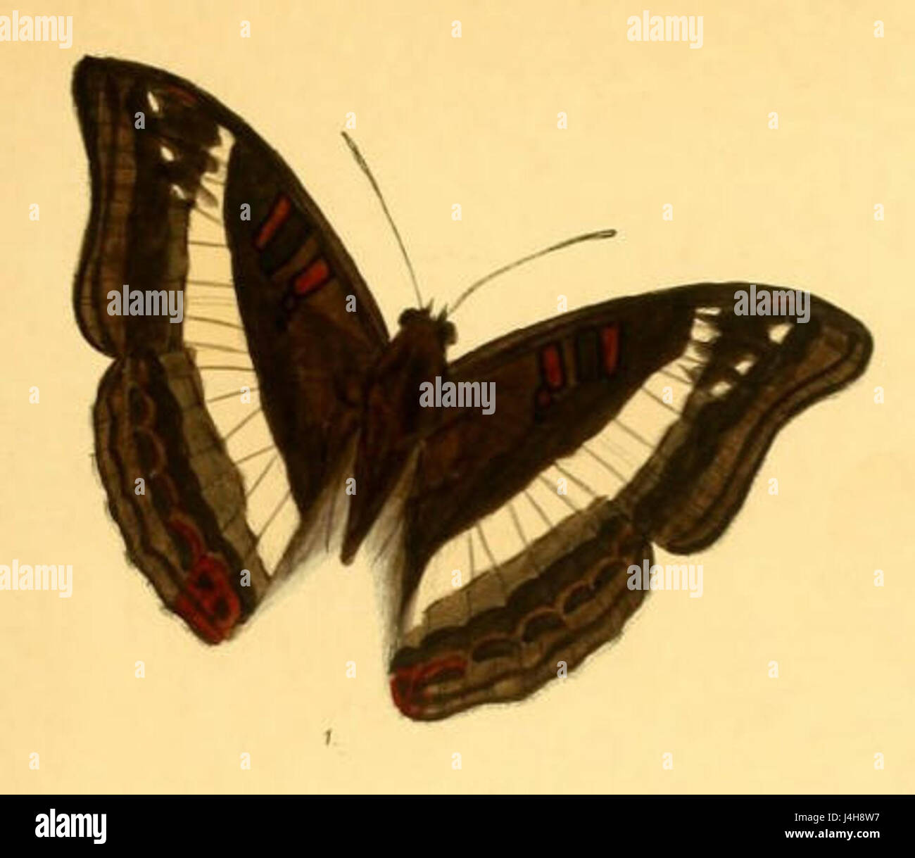 Sumalia Dudu250 sembra riferirsi a una creazione digitale o immaginaria, possibilmente un oggetto unico, un'opera d'arte o un'opera digitale. È necessario un contesto aggiuntivo per definirne la natura o il significato. Foto Stock