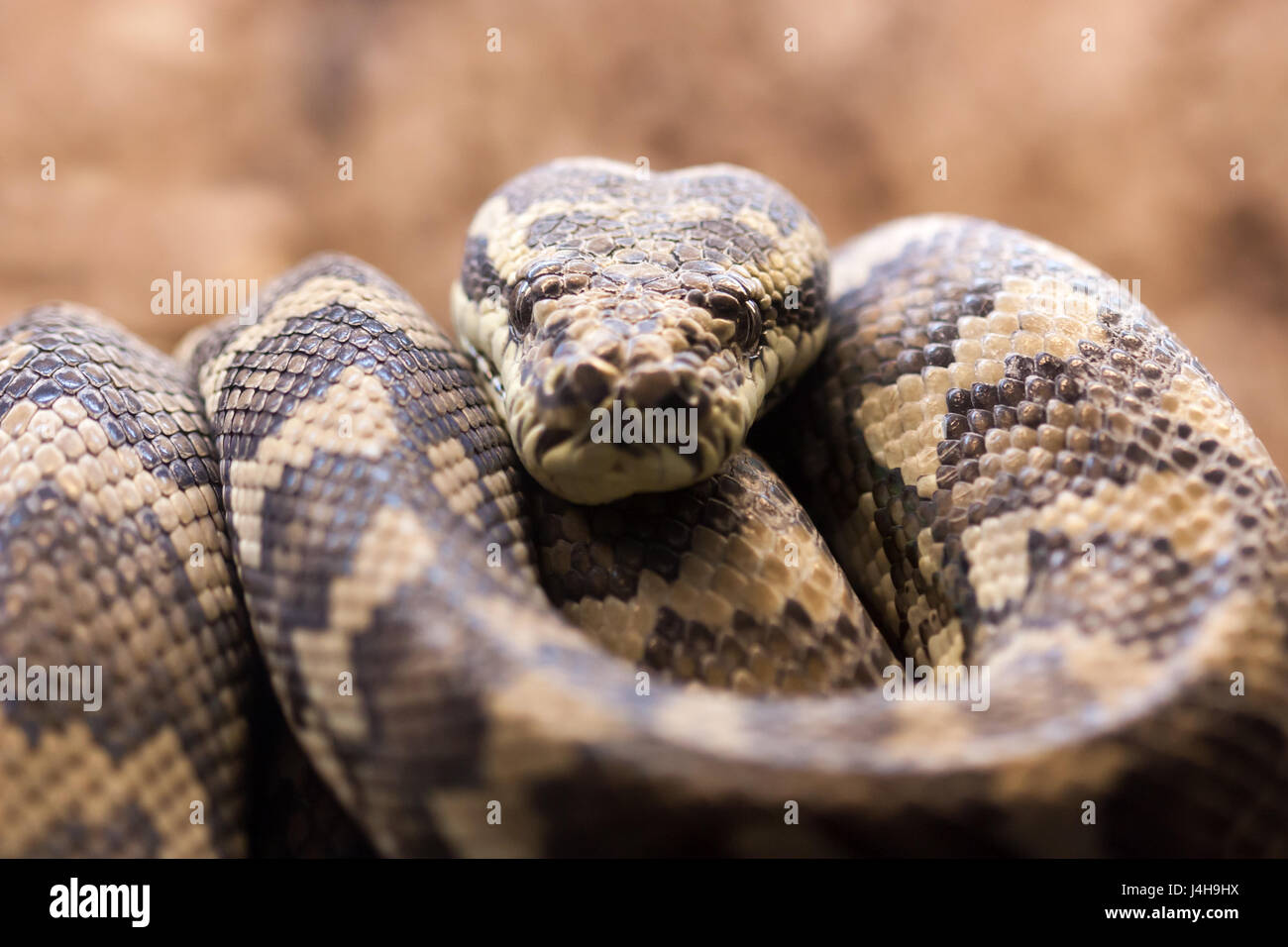 Tappeto python - morelia spilota variegata Foto Stock