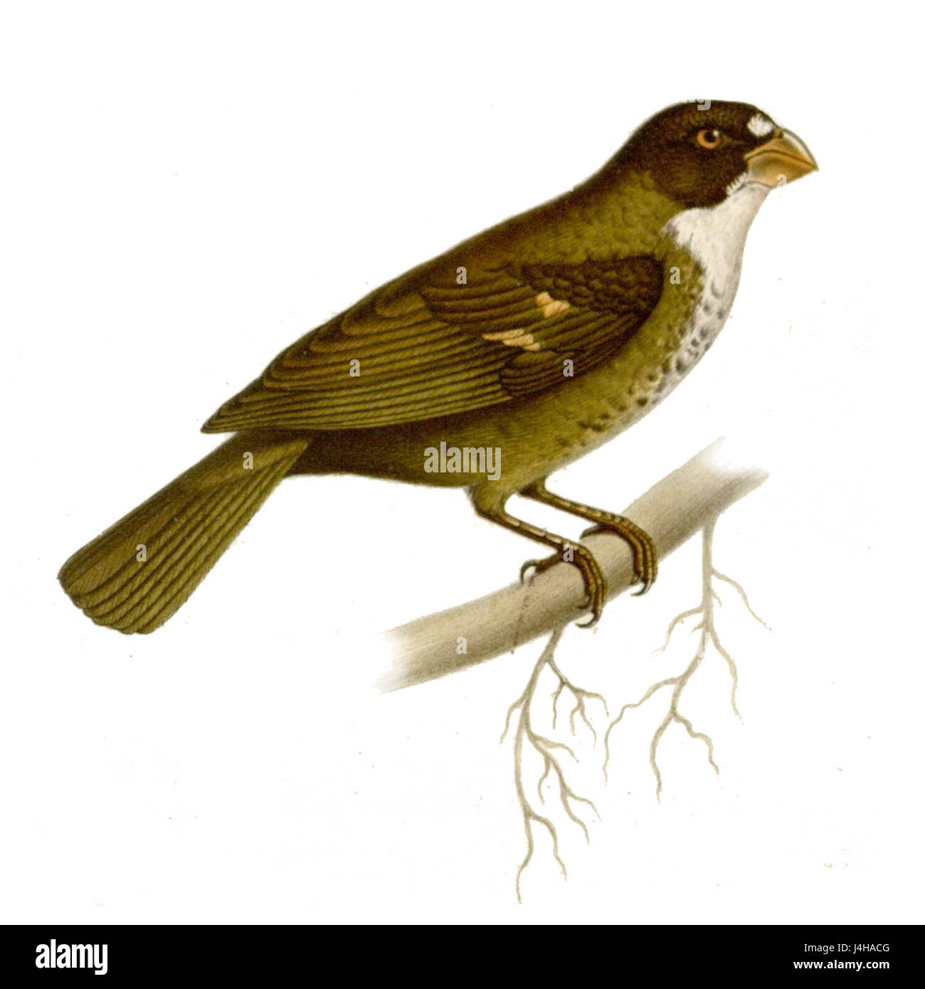 Sporophila frontalis Foto Stock