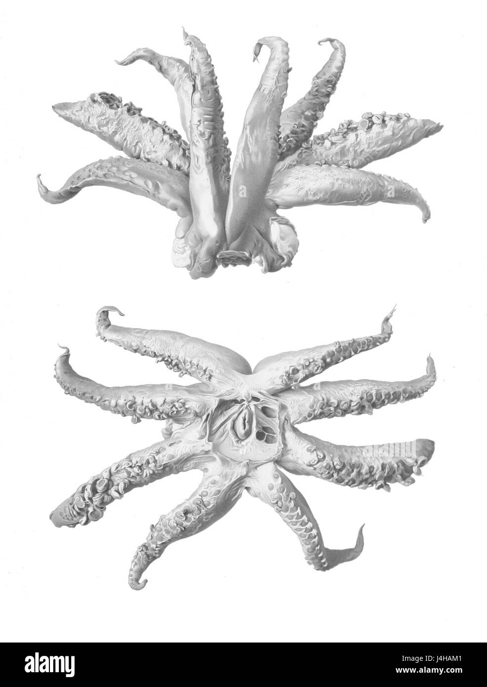 Taningia danae è una specie di pesci marini, nota per il suo aspetto distintivo e il ruolo ecologico negli ecosistemi oceanici. Foto Stock