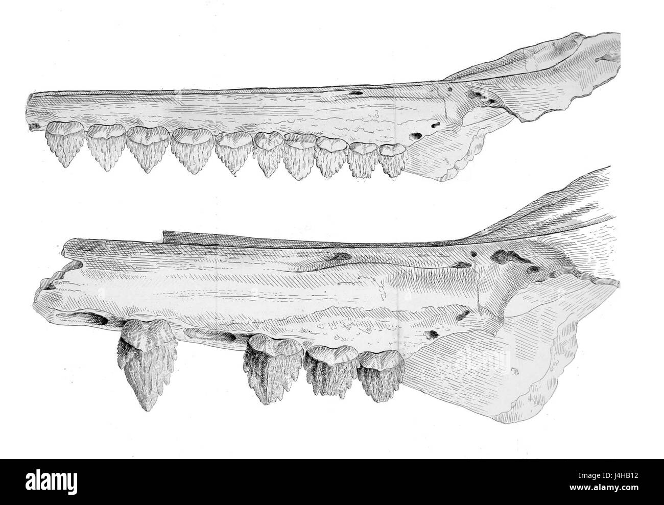 Squalodon è un genere estinto di odontoceti (balene dentate) noto per i fossili. Questi mammiferi marini vivevano durante l'Oligocene e sono importanti per comprendere l'evoluzione del cetaceo. Foto Stock