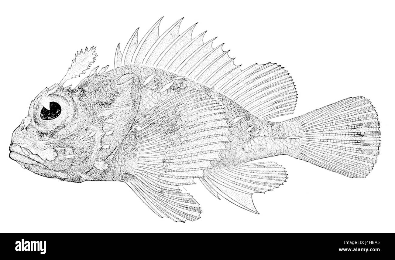Lo Scorpaenopsis altirostris è una specie di scorpione che si trova nella regione indo-pacifica. Conosciuta per le sue spine velenose, abita ambienti rocciosi e della barriera corallina. Foto Stock