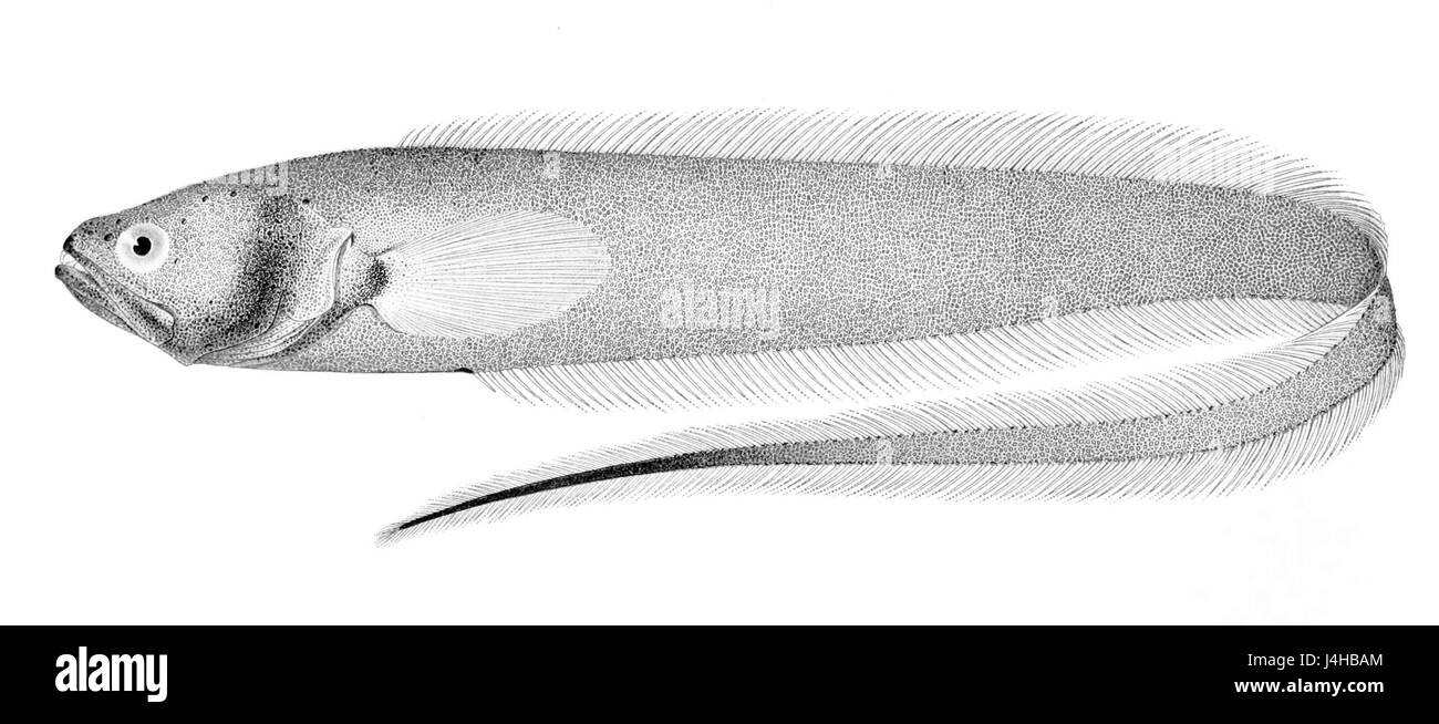 Snyderidia canina è una specie di vespa parassitaria appartenente alla famiglia Ichneumonidae. È noto per il suo ruolo nel controllo delle popolazioni di organismi nocivi, contribuendo all'equilibrio ecologico in vari ecosistemi. Foto Stock