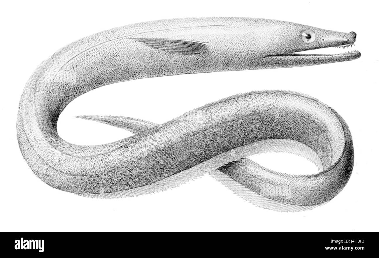 Synaphobranchus è un genere di pesci marini comunemente noto come anguille cutthroat. Queste creature di acque profonde si trovano in vari ambienti oceanici e sono caratterizzate da corpi allungati e abitudini alimentari uniche. Foto Stock