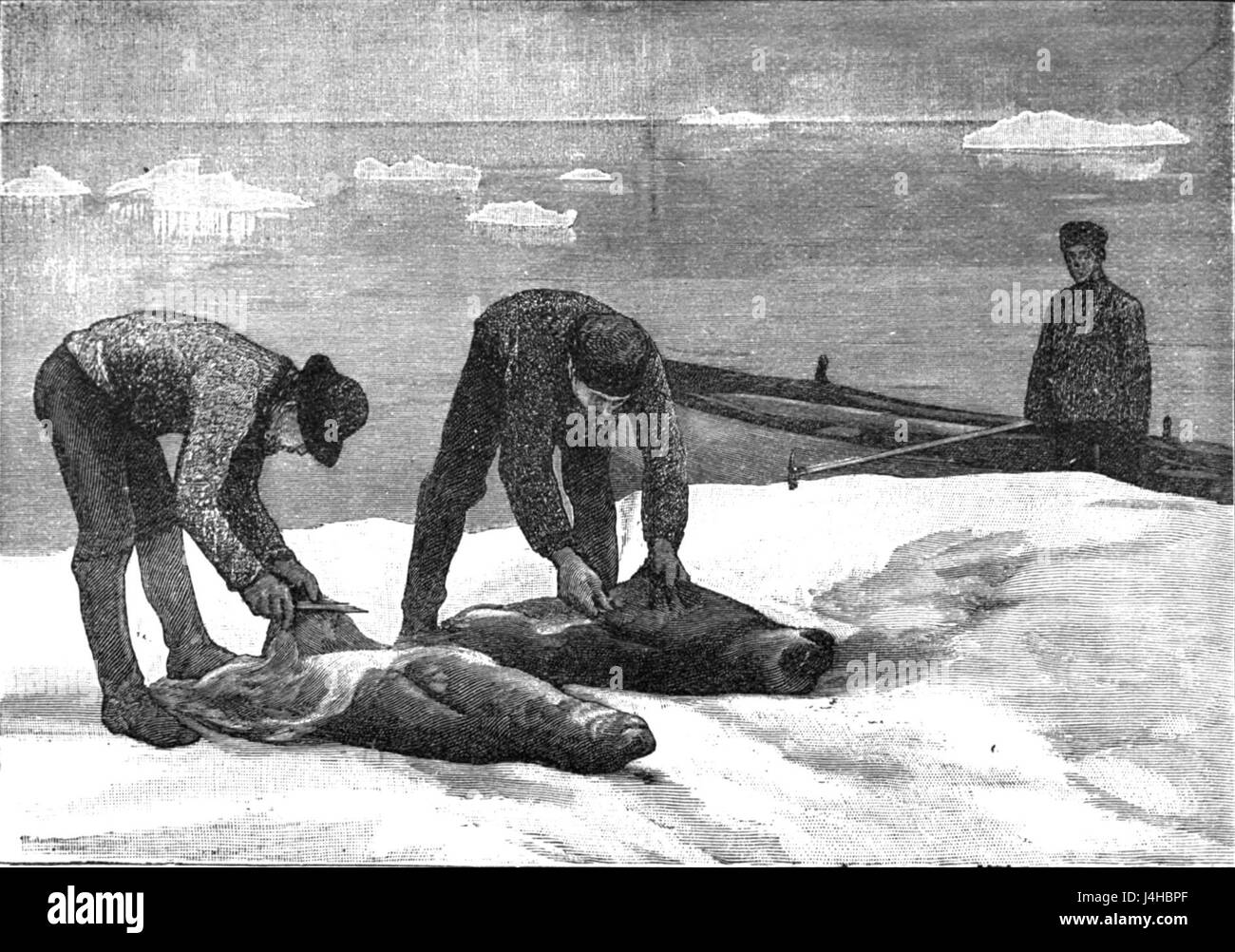 Lo scuoiamento delle foche sui pianali si riferisce alla pratica di raccogliere pelli di foca nelle regioni artiche e subartiche. Questa attività tradizionale coinvolge cacciatori esperti che utilizzano la pelle per abbigliamento e altri materiali. La pratica ha un significato culturale, in particolare nelle comunità artiche indigene, ed è legata alla sopravvivenza in ambienti difficili. Foto Stock