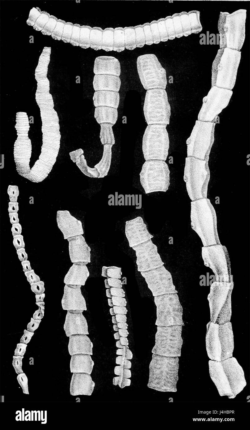 Tenia solium3 Foto Stock