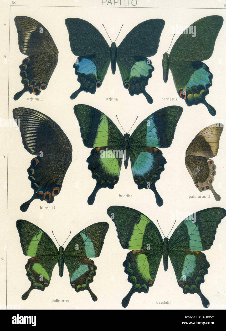 Questo piatto della "fauna Indo Australica" di Seitz raffigura varie specie native della regione indo-australiana. L'attenzione è rivolta alla ricca biodiversità che si trova in questa parte del mondo, tra cui insetti, uccelli e altri animali. Foto Stock