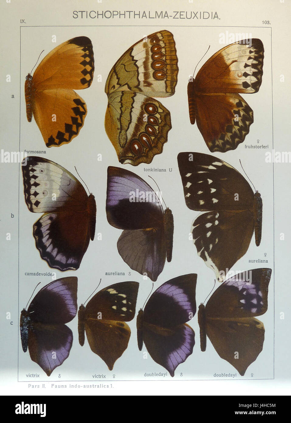 SeitzIndoAustraliacataf103l Foto Stock