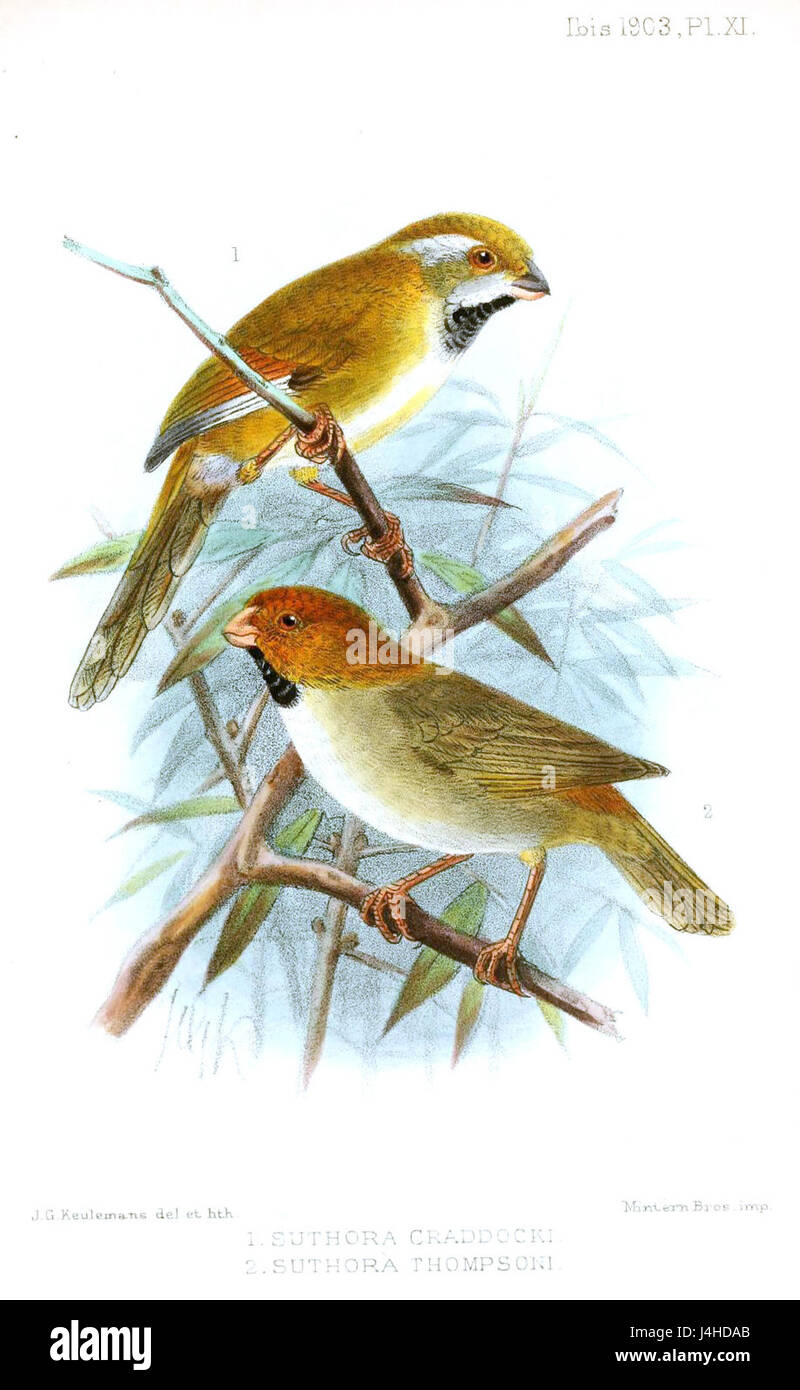 SuthoraKeulemans Foto Stock