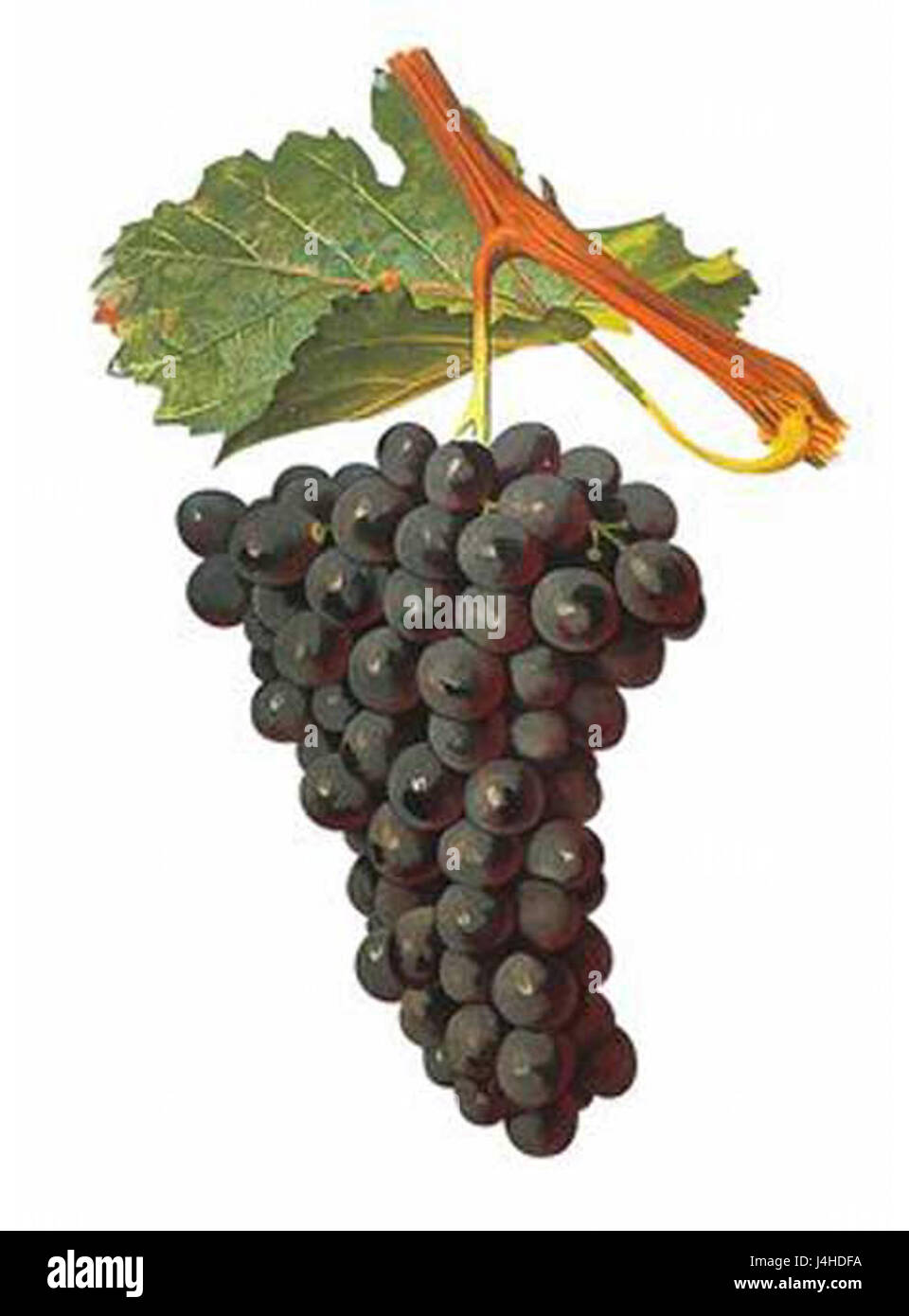 Un Terret noir è un tipo di antico dispositivo di imbracatura dei cavalli, di solito trovato in siti archeologici legati al trasporto e all'uso di animali antichi. Foto Stock