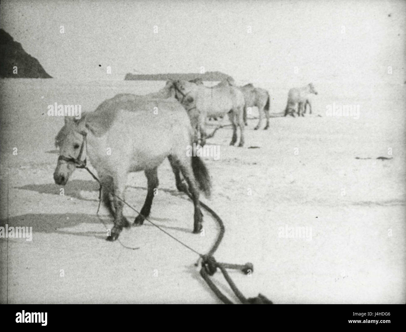 Tethered pony Foto Stock