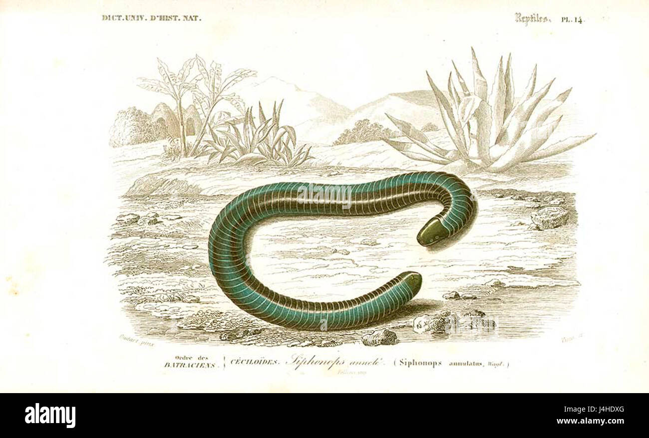 Syphonops annulatus Foto Stock