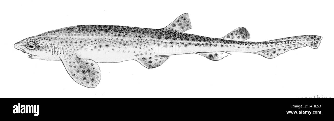 Lo Scyliorhinus canicula, comunemente noto come squalo gatto dalle piccole macchie, è una specie di squalo gatto che si trova nell'Atlantico settentrionale orientale. Questa specie è caratterizzata dalle sue piccole dimensioni, dai punti distintivi e dall'habitat nei fondali rocciosi. Foto Stock