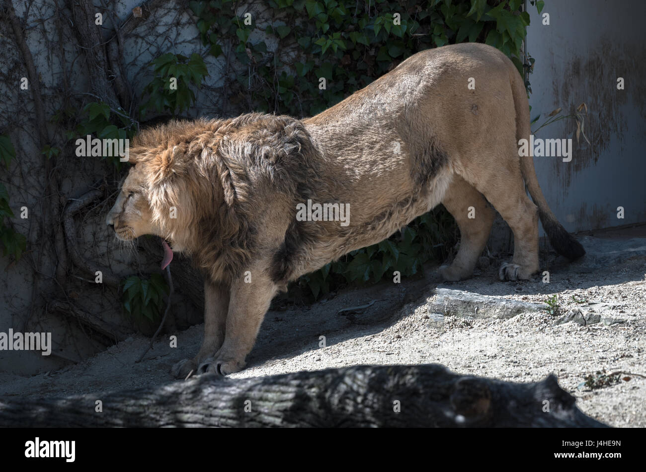 Asian Lion da Zoo di Wilhelma a Stuttgart Germania Foto Stock