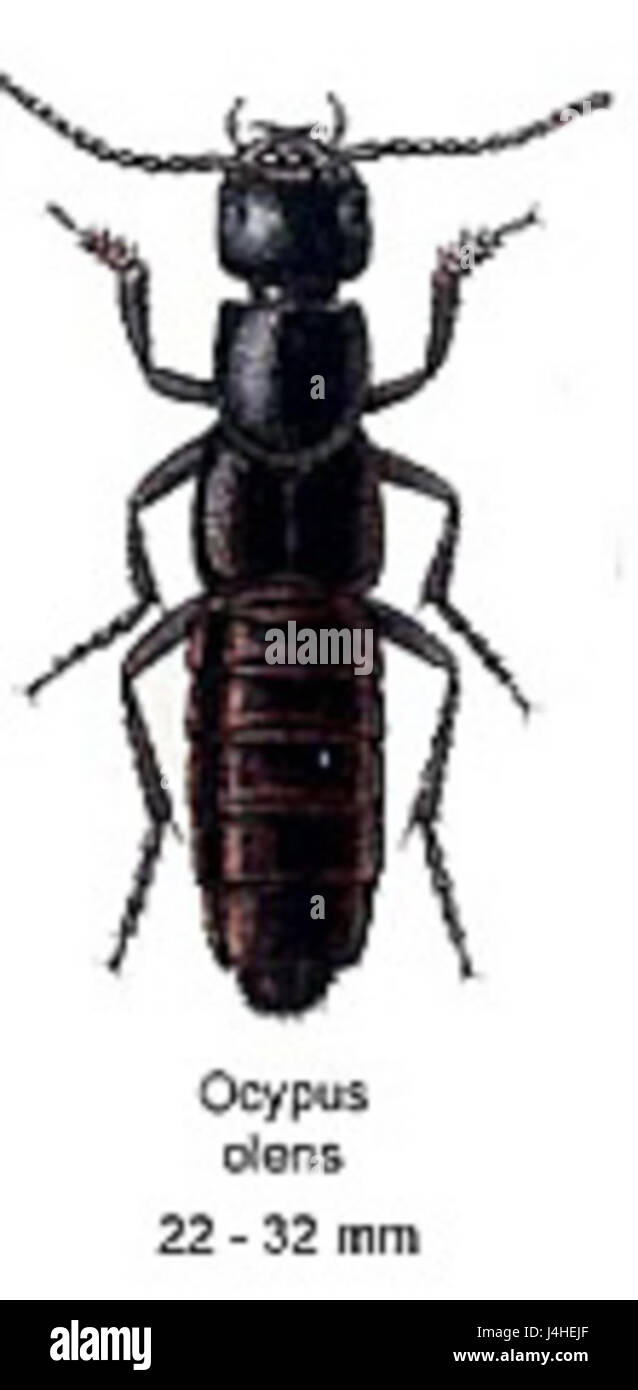 Lo Staphylinus olens è una specie di scarabeo, nota per le sue abitudini di recupero. Questo insetto svolge un ruolo nella demolizione della materia organica in decomposizione, contribuendo all'equilibrio ecologico. Foto Stock