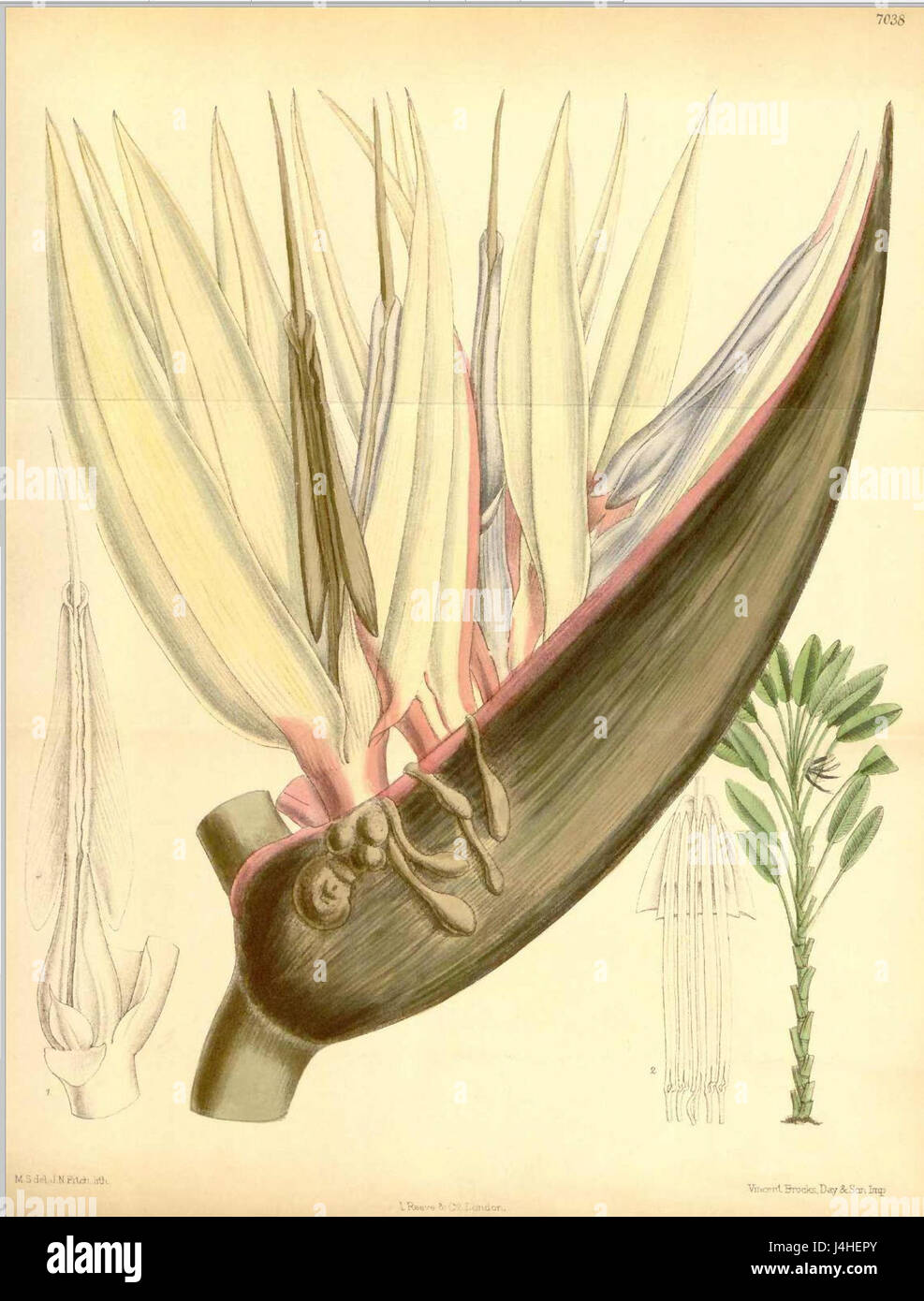 *Strelitzia nicolai*, comunemente noto come l'uccello gigante del paradiso, è una pianta tropicale originaria del Sudafrica. È caratterizzata da grandi e suggestivi fiori e ampie foglie, spesso coltivate come pianta ornamentale in giardini e case. Foto Stock