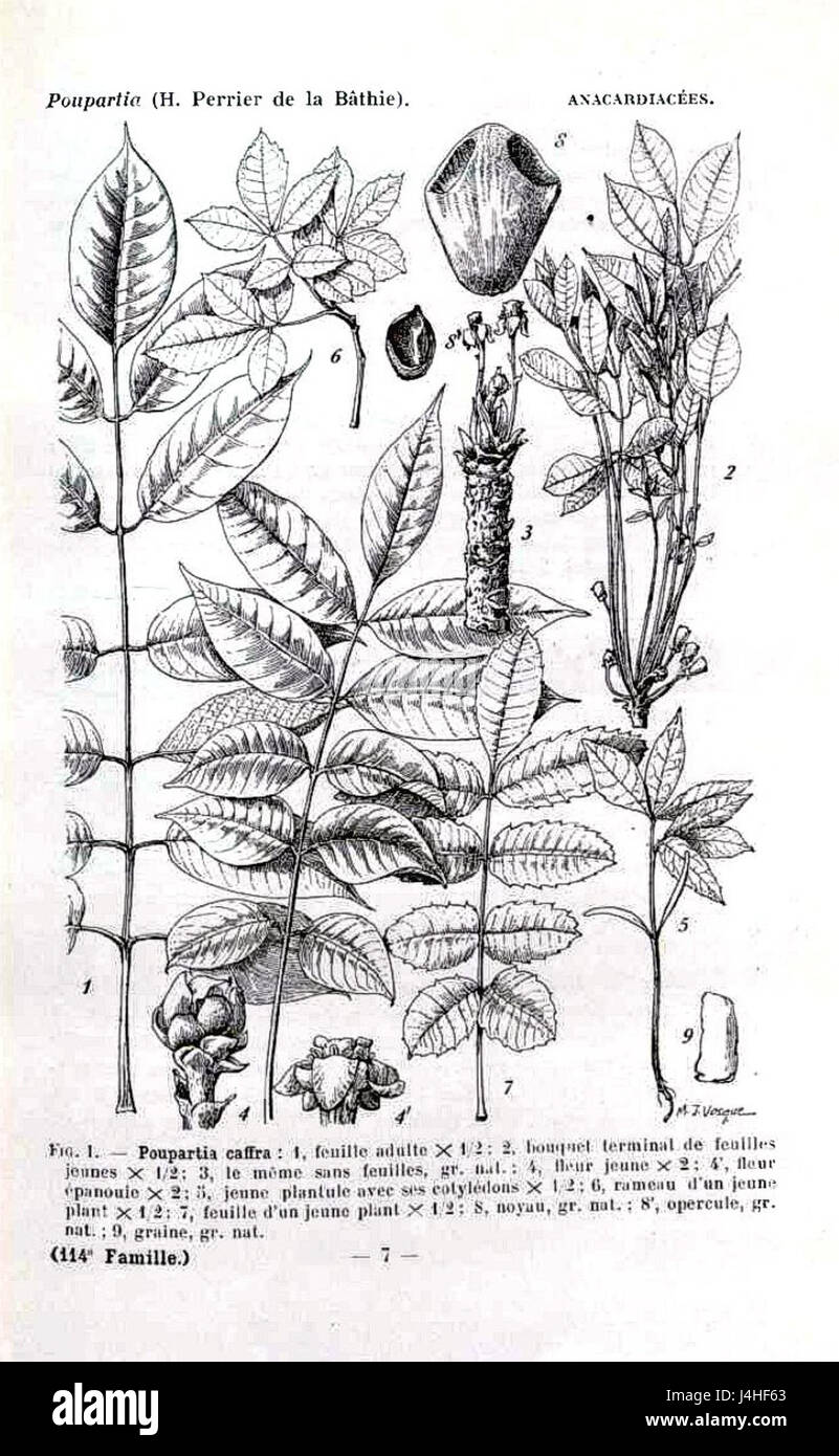 Sclerocarya birrea01 Foto Stock
