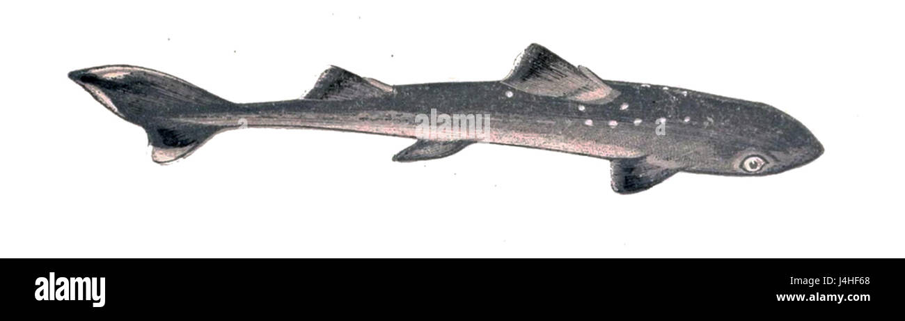 Il giovane Squalus acanthias, comunemente noto come spinoso, è una specie di squalo presente in acque temperate. È conosciuta per le sue caratteristiche pinne spinose e le piccole dimensioni nelle sue prime fasi di vita. Foto Stock