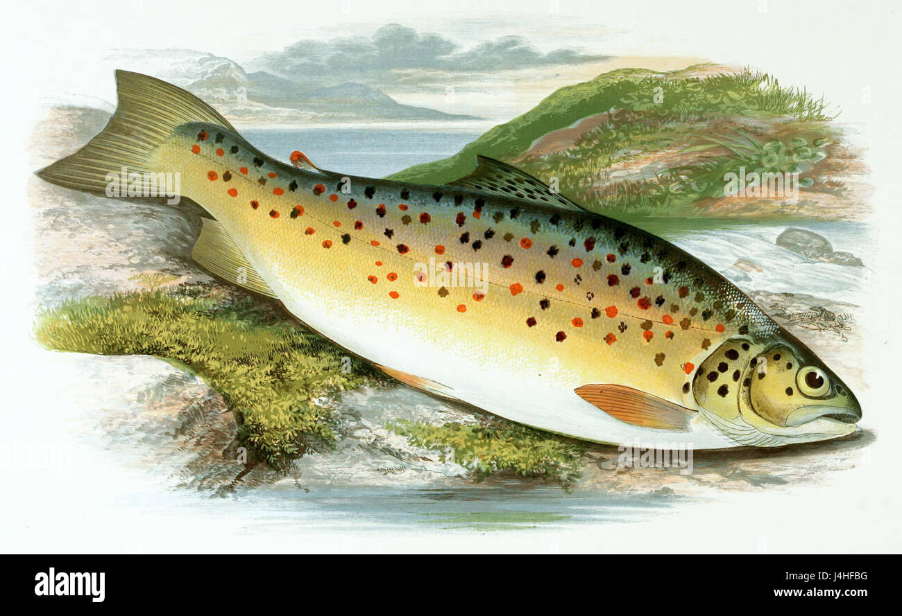 Salmo stomachicus è una specie di pesci nota per il suo ruolo negli ecosistemi acquatici, principalmente associata agli habitat di acqua dolce e studiata in ittiologia. Foto Stock