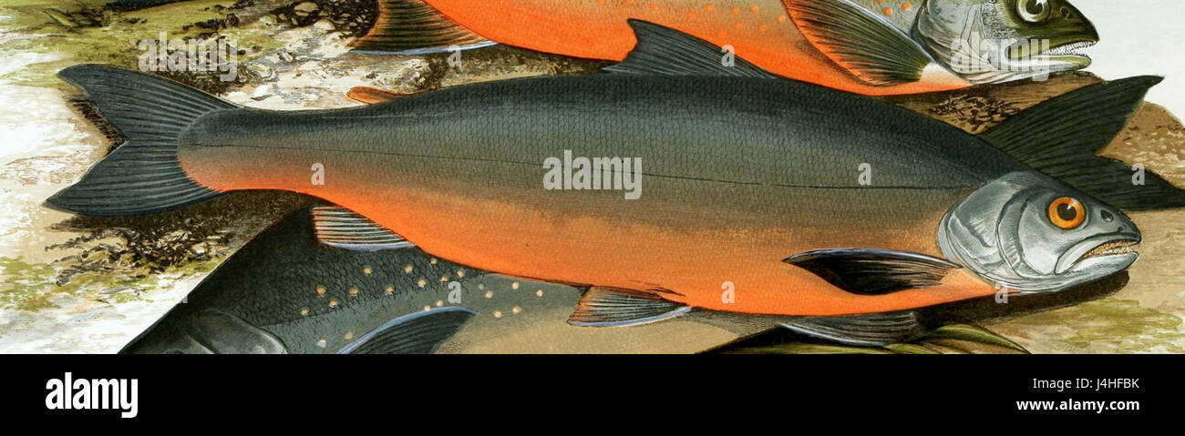 Il Salvelinus colii è una specie di pesci d'acqua dolce, comunemente nota come trota Colii, originaria di alcuni ruscelli di montagna. È apprezzato per il suo gusto delicato e l'importanza che riveste negli ecosistemi acquatici. Foto Stock