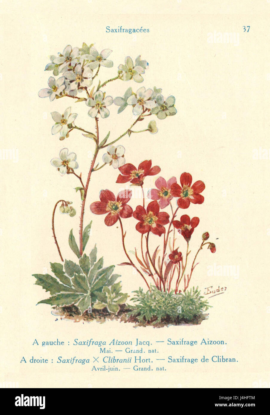 Il termine "Saxifrages" si riferisce a un genere di piante, noto per la sua capacità di crescere in ambienti rocciosi o difficili. J. Eudes si riferisce probabilmente a un'opera botanica o a una descrizione di questa specie di piante. Foto Stock