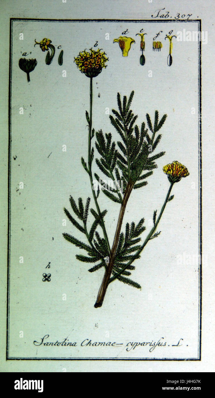 Santolina chamaecyparissus, noto anche come cotone lavanda, è un arbusto originario della regione mediterranea, noto per le sue foglie aromatiche e i fiori gialli simili a bottone. Foto Stock