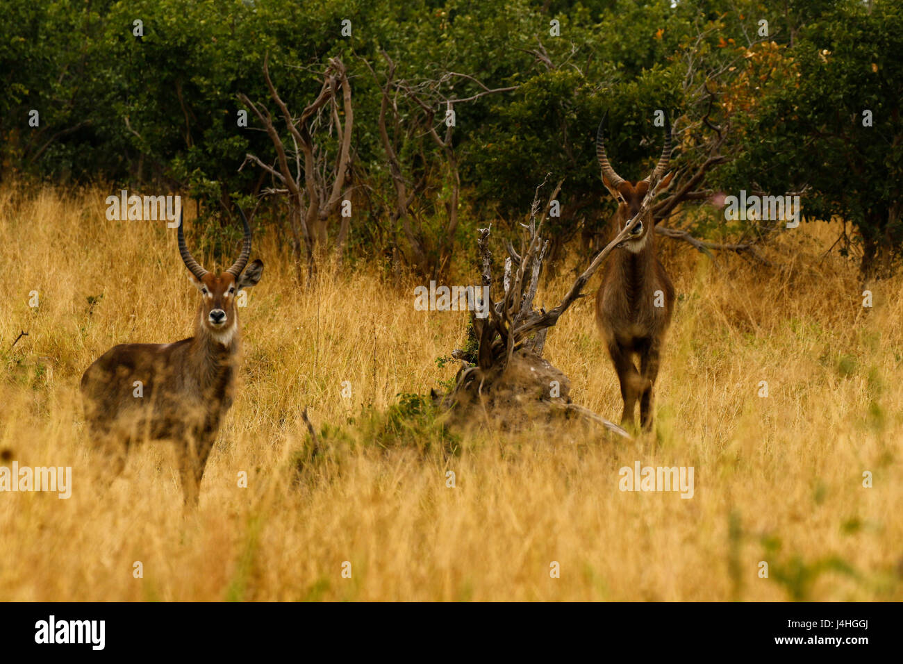 Buck di acqua nel fiume Khwai Botswana Foto Stock