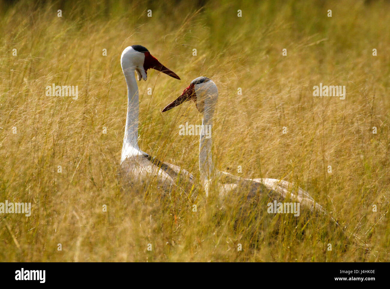 L'enorme Wattled gru nell'erbe lunghe dell Africa Foto Stock