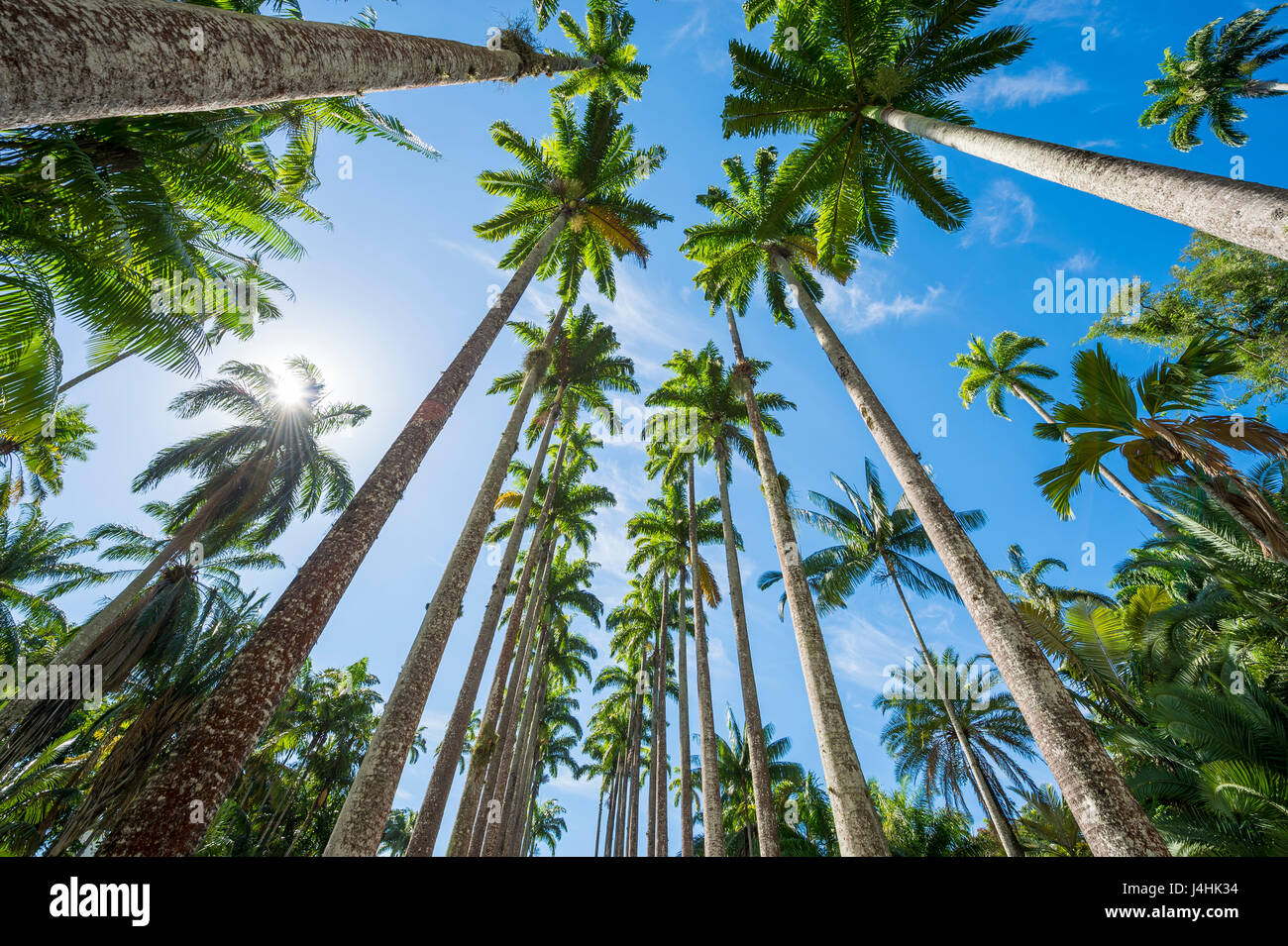Tall royal palm trees line up contro blu luminoso cielo tropicale a Rio de Janeiro in Brasile Foto Stock