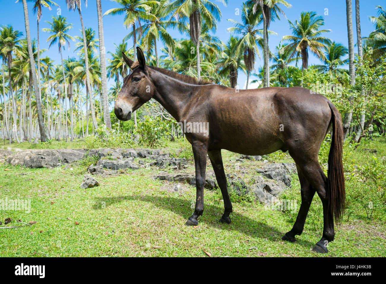 Un brasiliano lavorando mulo prende un riposo tra il verde di un tropicale piantagione di palme a Bahia, Brasile Foto Stock