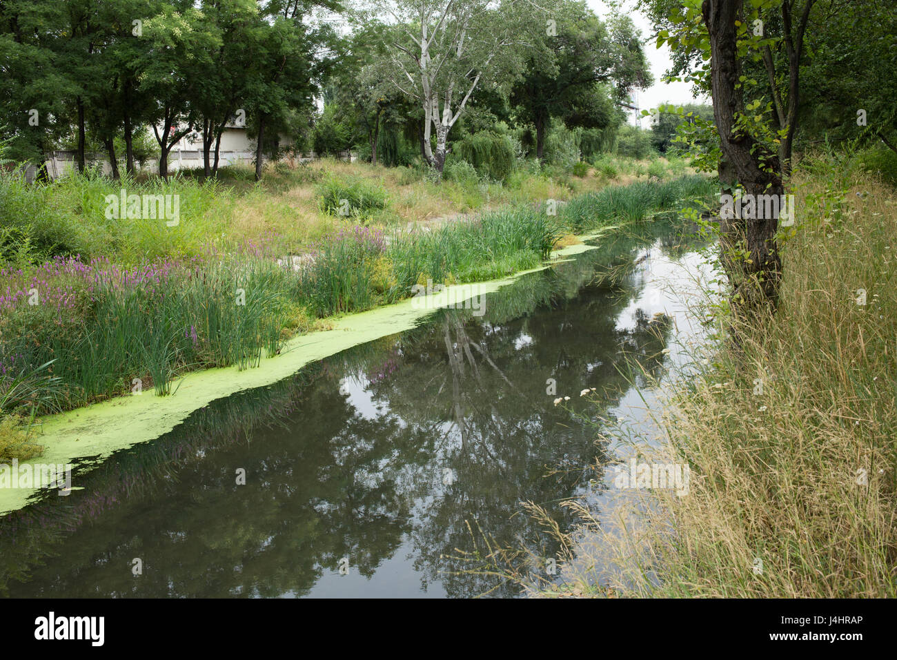 Inquinamento di acqua in un fiume urbano. Una coperta di lenticchie d'acqua del fiume urbano. Foto Stock