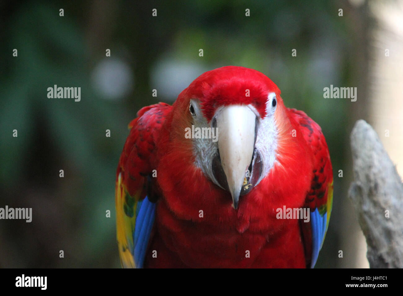 Red macaw pappagallo guardando la fotocamera Foto Stock