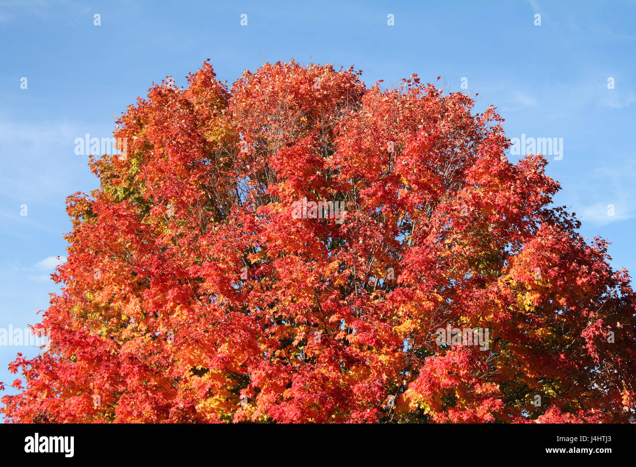 Cima arrotondata di acero in brillanti colori autunnali. Foto Stock