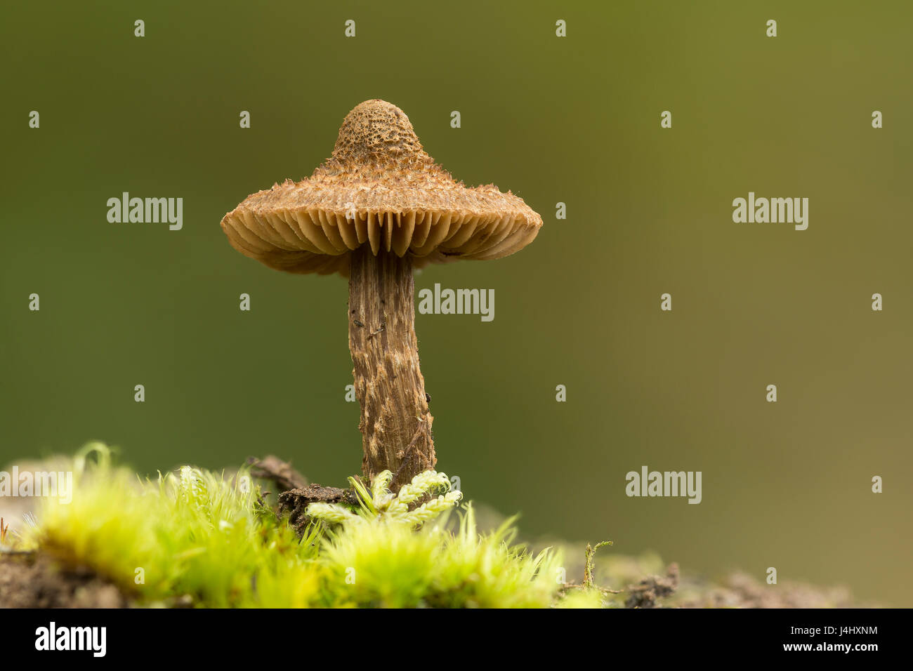 Dapperling fungo, Lepiota specie, eventualmente L. echinacea, portamento carriole, Lancashire. Messa a fuoco immagine impilati Foto Stock