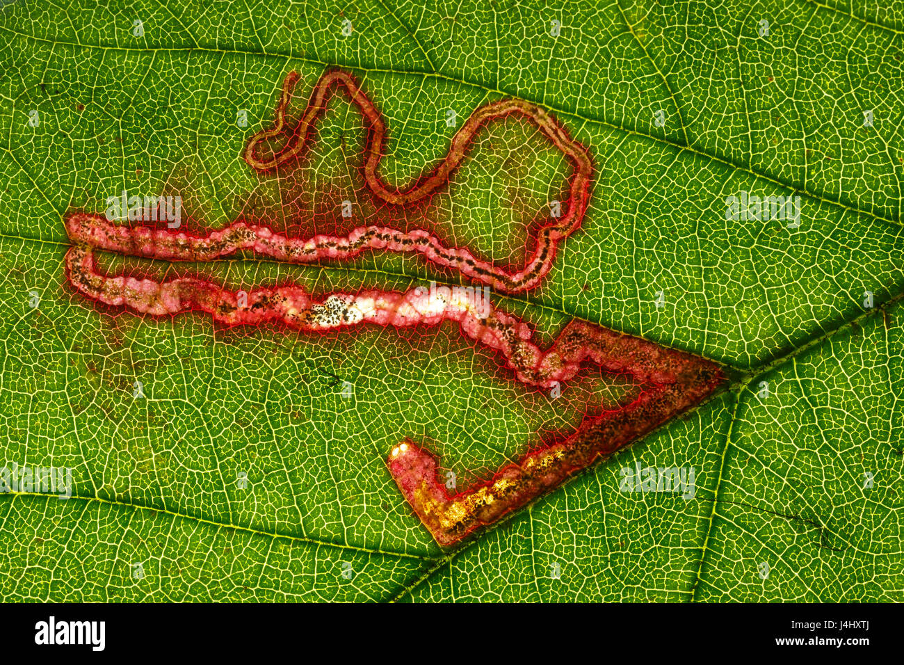 Rovo foglie Miner Tarma Stigmella aurella. Famiglia Nepticulidae. Monmouthshire, Febbraio Foto Stock