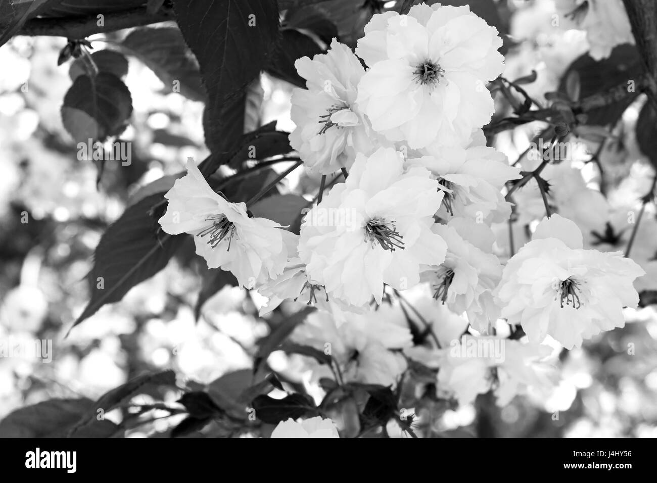 Sakura. La fioritura dei ciliegi nel periodo primaverile. Bellissimi fiori bianchi. In bianco e nero il filtro Foto Stock