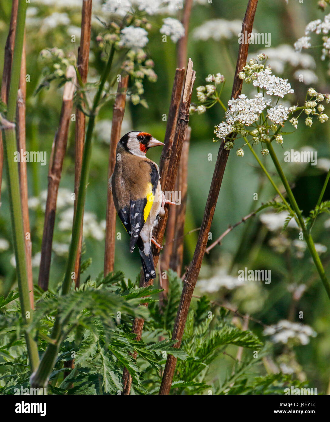 Cardellino (Carduelis carduelis) Foto Stock